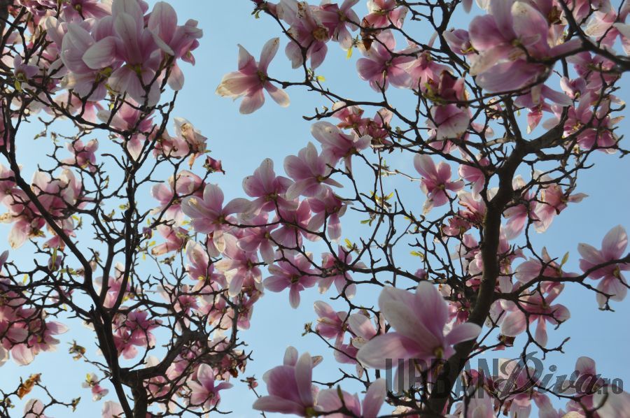 magnolie13n
