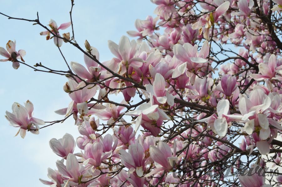 magnolie16jhj