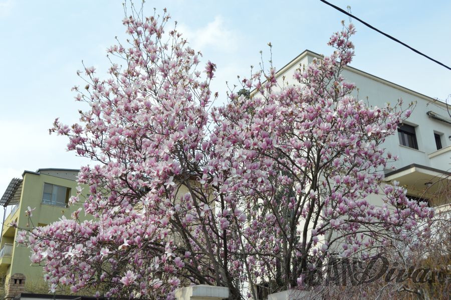 magnolie178gg