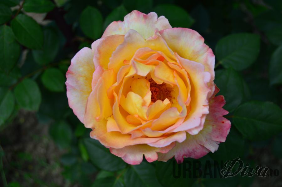 roses_urban_divaro_14