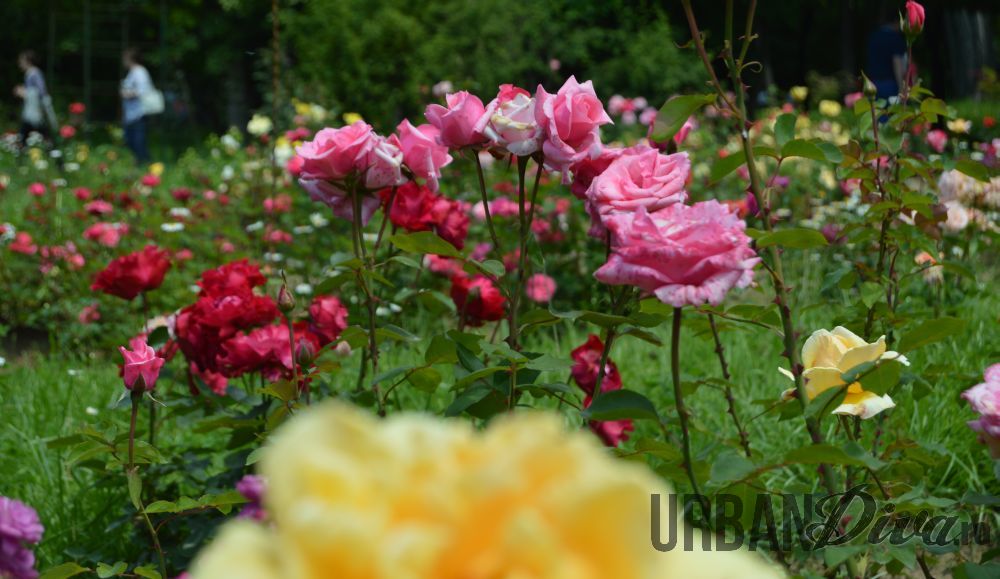 roses_urban_divaro_16