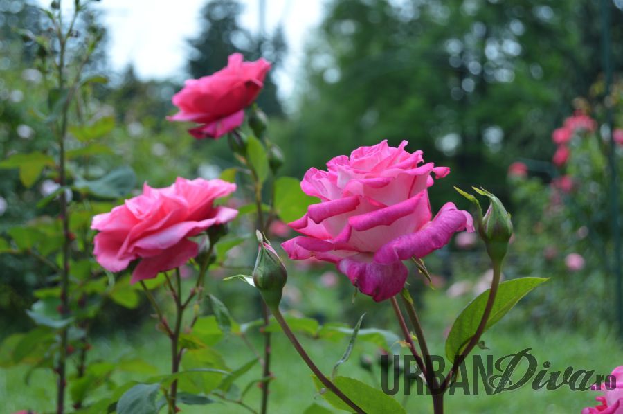 roses_urban_divaro_21