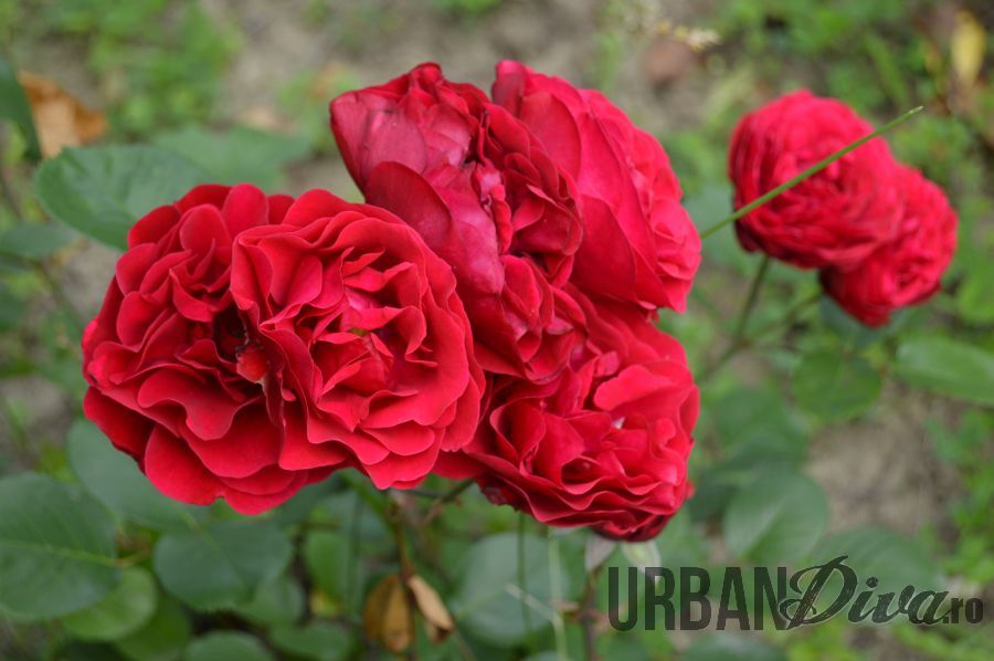 roses_urban_divaro_23