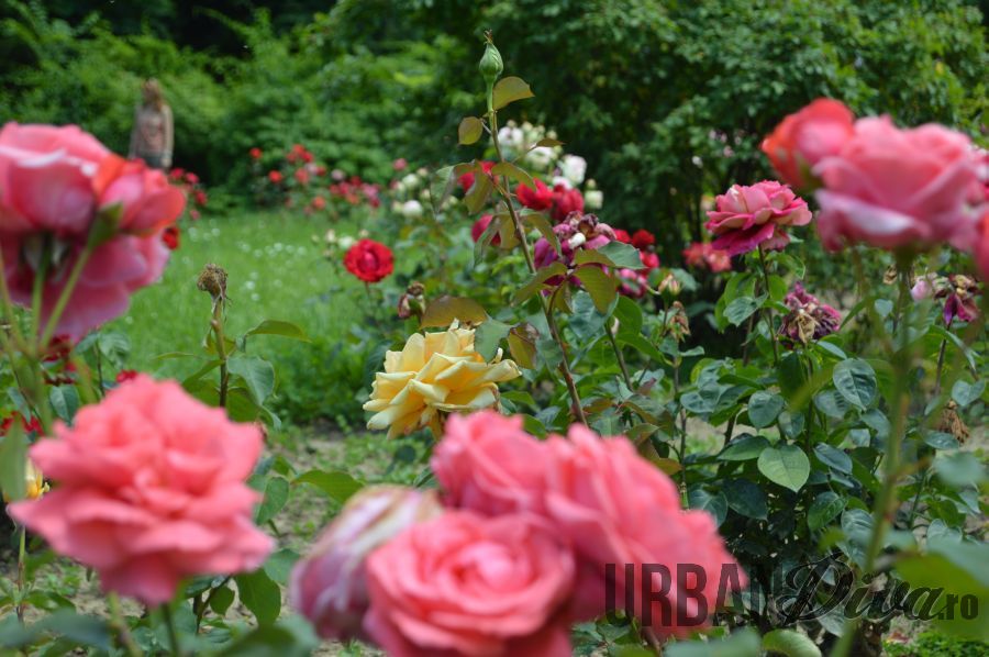 roses_urban_divaro_26